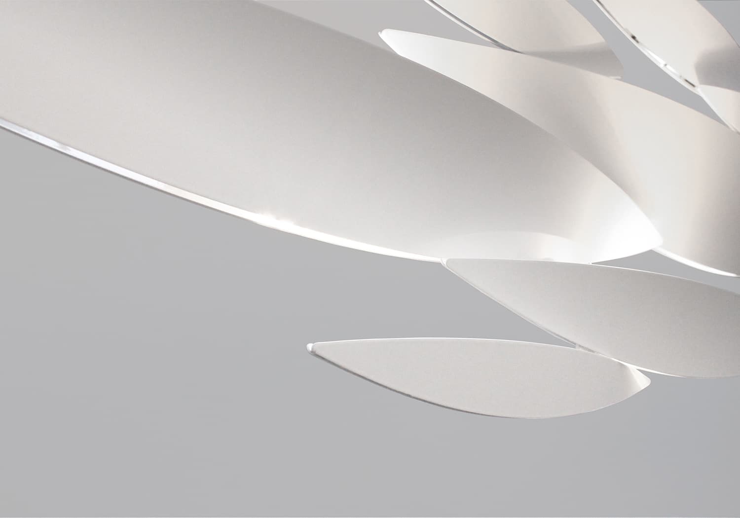 I Lucci Argentati, school of light.